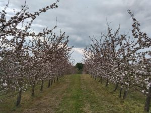 Ferme Le Cèdre