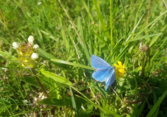 Les Orchidées